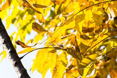 Low angle view of yellow tree during autumn