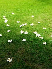 High angle view of white daisy on field