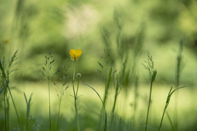 Close-up of yellow flowering plants on field