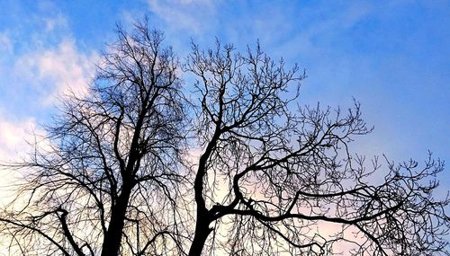 Low angle view of bare tree against sky