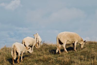 Sheep grazing on field against sky