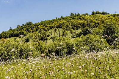 Plants and trees on field against clear sky