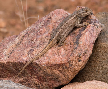 Close-up of lizard on rock