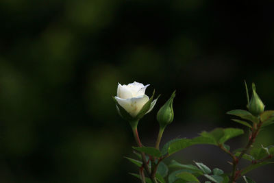 Close-up of white rose plant