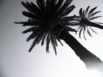 palm tree