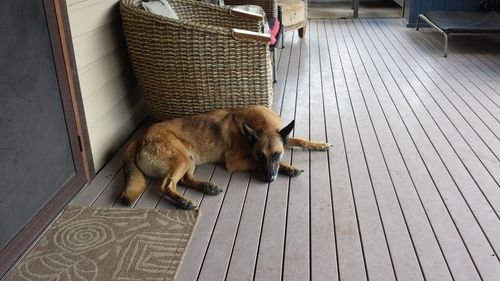 Dog sleeping on wood paneled floor