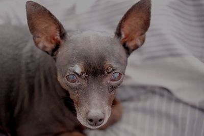 Close-up portrait of a dog