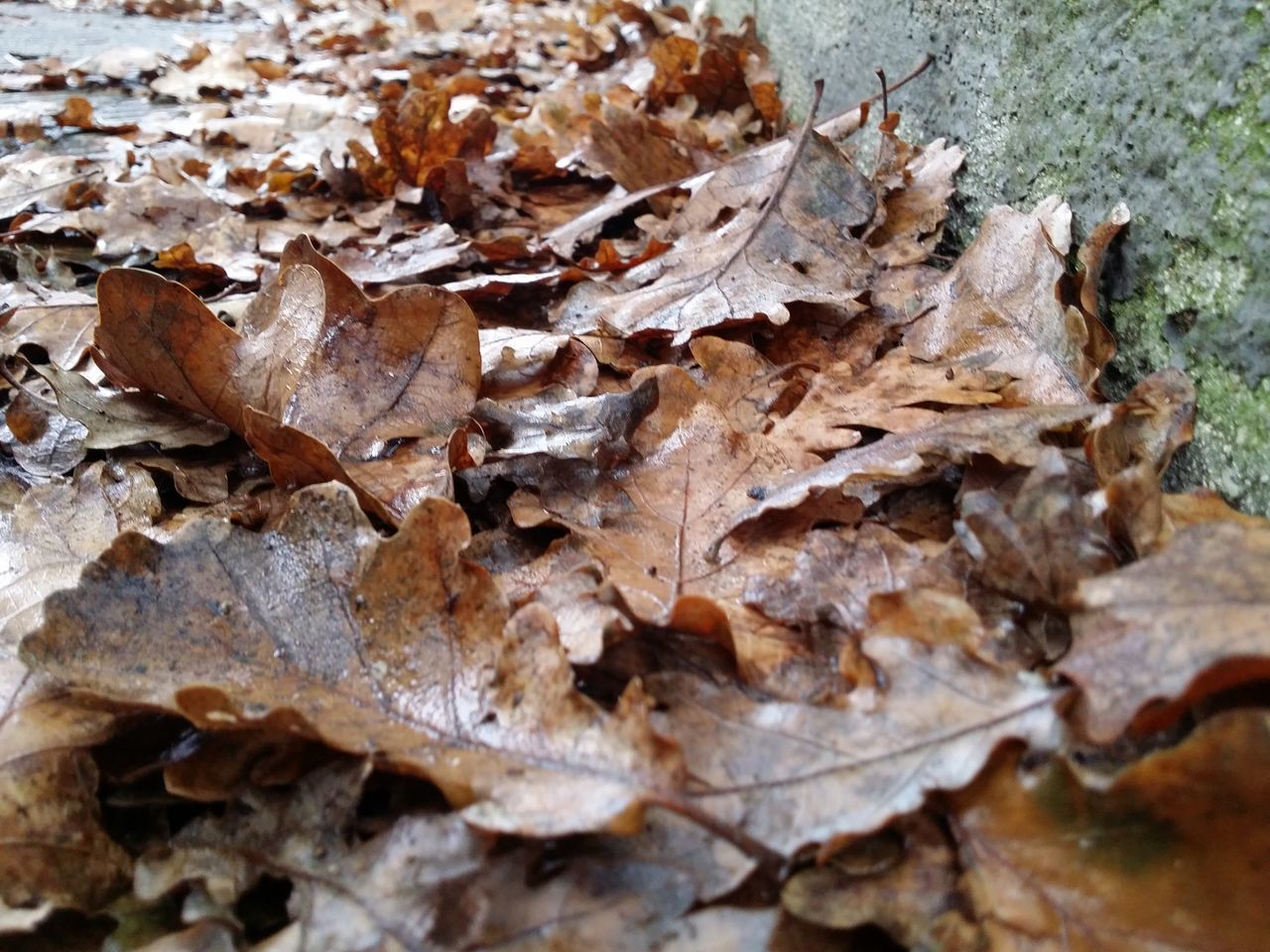 dry, leaf, close-up, nature, autumn, textured, day, focus on foreground, fragility, fallen, outdoors, no people, natural pattern, rough, ground, brown, high angle view, change, leaves, selective focus