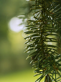 Close-up of pine tree