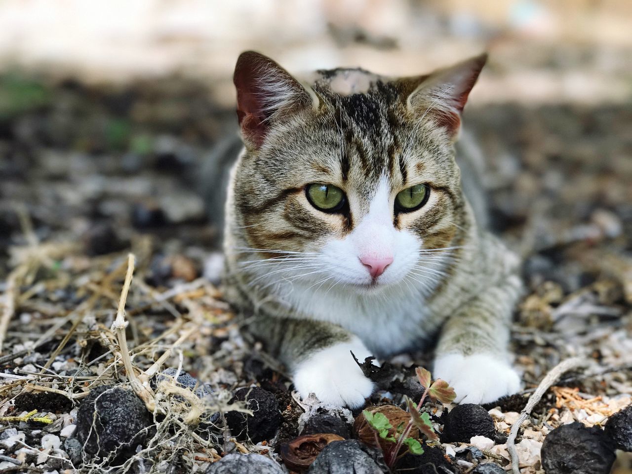 CLOSE-UP PORTRAIT OF CAT OUTDOORS