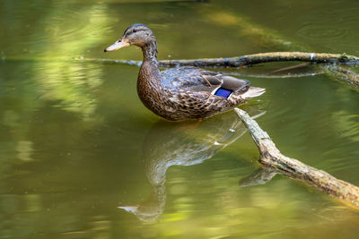 Duck swimming in lake