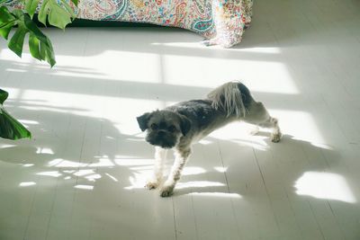 High angle view of dog at home