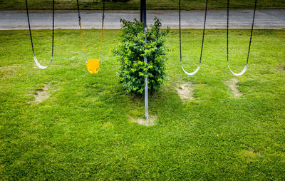 Plants growing on grassy field