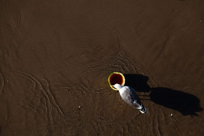 High angle view of seagull by watermelon at beach