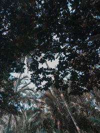 Low angle view of palm trees against sky