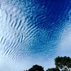 Low angle view of trees against blue sky