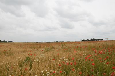 Scenic view of field against cloudy sky