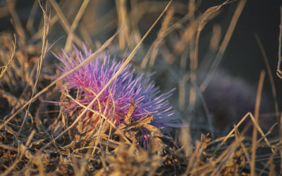 Close-up of thistle blooming on field