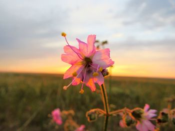 Close-up of pink cosmos flowers blooming on field against sky