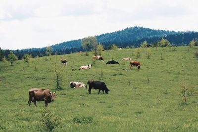 Cows grazing on field