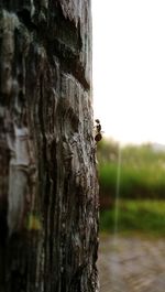 Close-up of tree trunk against sky