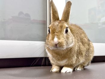 Close-up of rabbit