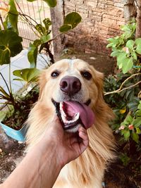 Portrait of dog sticking out tongue on plant