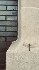 Rear view of man walking against wall