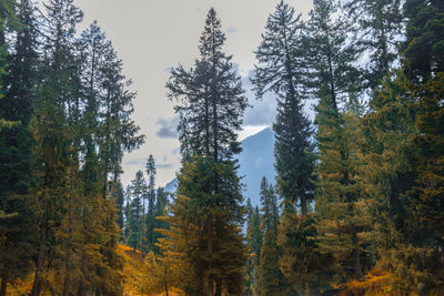 Low angle view of trees against sky during autumn