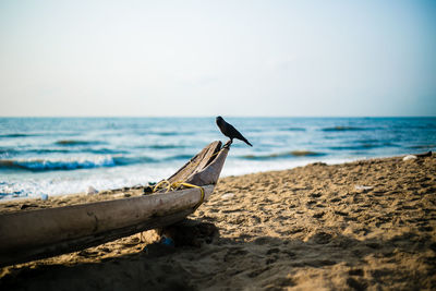 Bird perching on sand at beach against sky