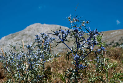 Close-up of flowers against blue sky