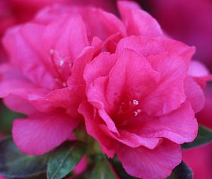 Close-up of pink rose flower