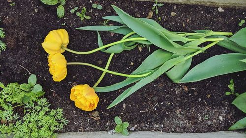 High angle view of yellow leaves on plant