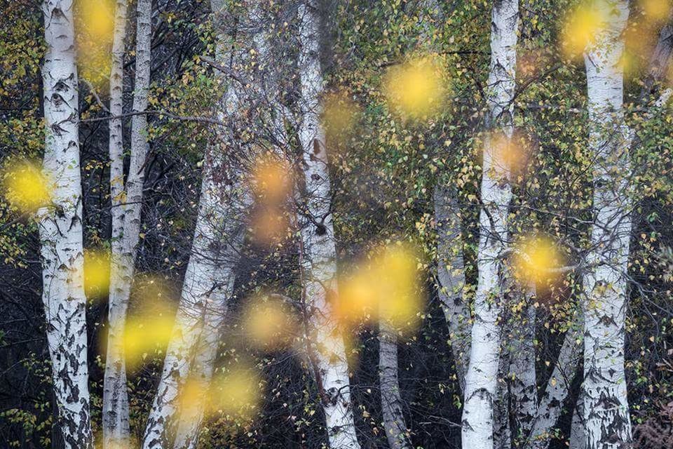 VIEW OF TREES SEEN THROUGH WINDOW