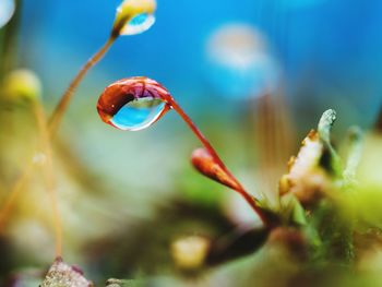 Close-up of flowering plant against blurred background