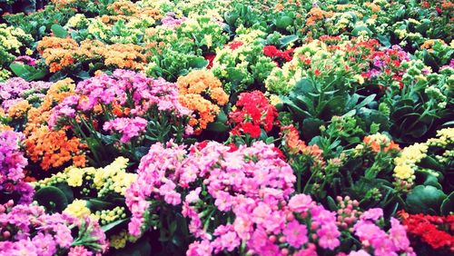 Full frame of pink flowers