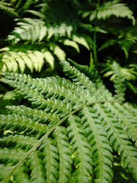 Close-up of fern leaves