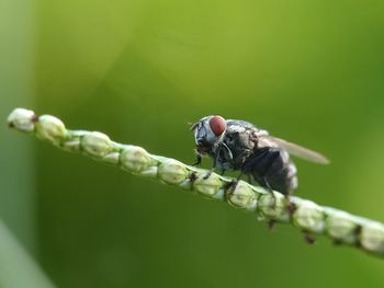 Close-up of insect on plant