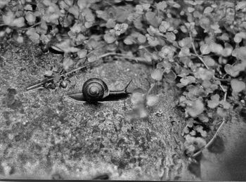 Close-up of snail