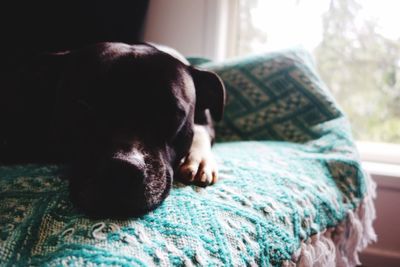 Close-up of dog