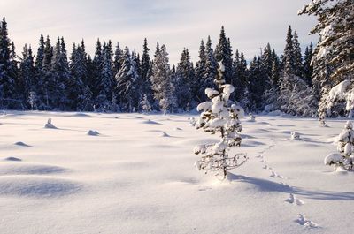 Pine trees on snow covered land against sky