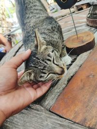 High angle view of person hand holding cat