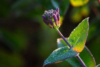 Close-up of purple flower growing on plant