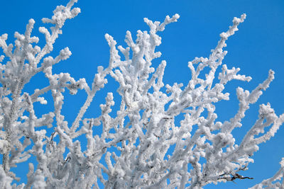 Close-up of frozen plant against blue sky