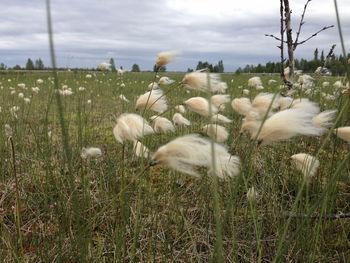 View of sheep on field