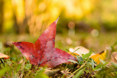 Close-up of red leaf on plant