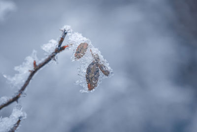 Close-up of frozen plant