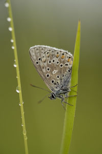 Close-up of butterfly on grass