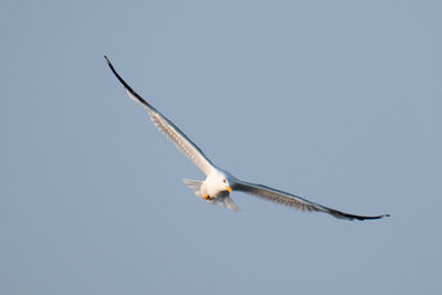 Low angle view of seagull flying in sky