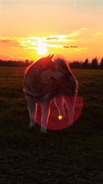 Dog on grassy field at sunset